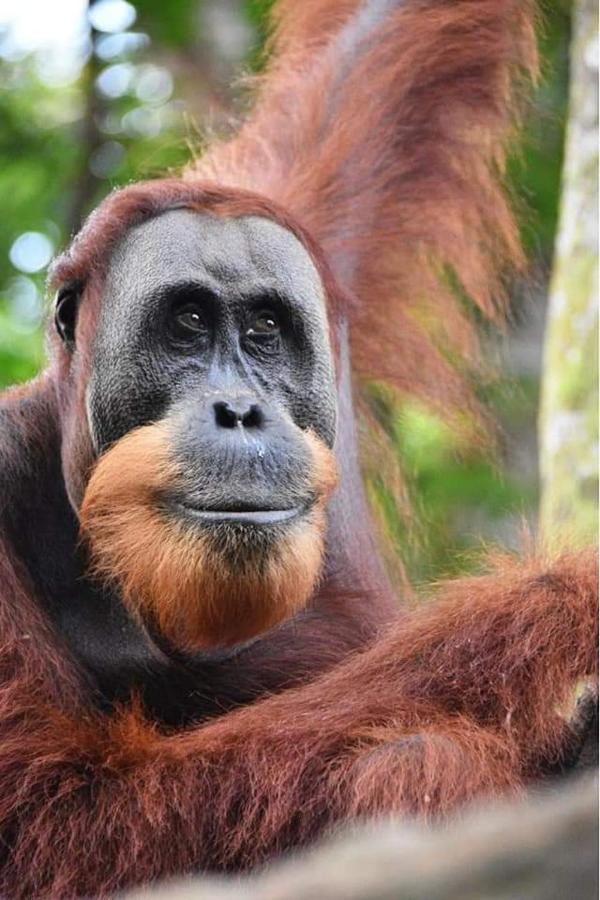 Eco Trekking Lodge, Bar & Jungle Tour'S Bukit Lawang Exteriör bild