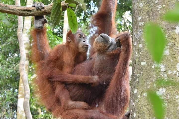 Eco Trekking Lodge, Bar & Jungle Tour'S Bukit Lawang Exteriör bild