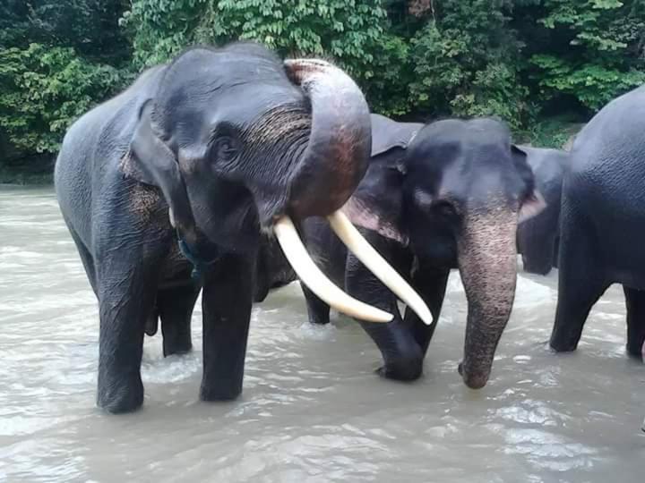 Eco Trekking Lodge, Bar & Jungle Tour'S Bukit Lawang Exteriör bild