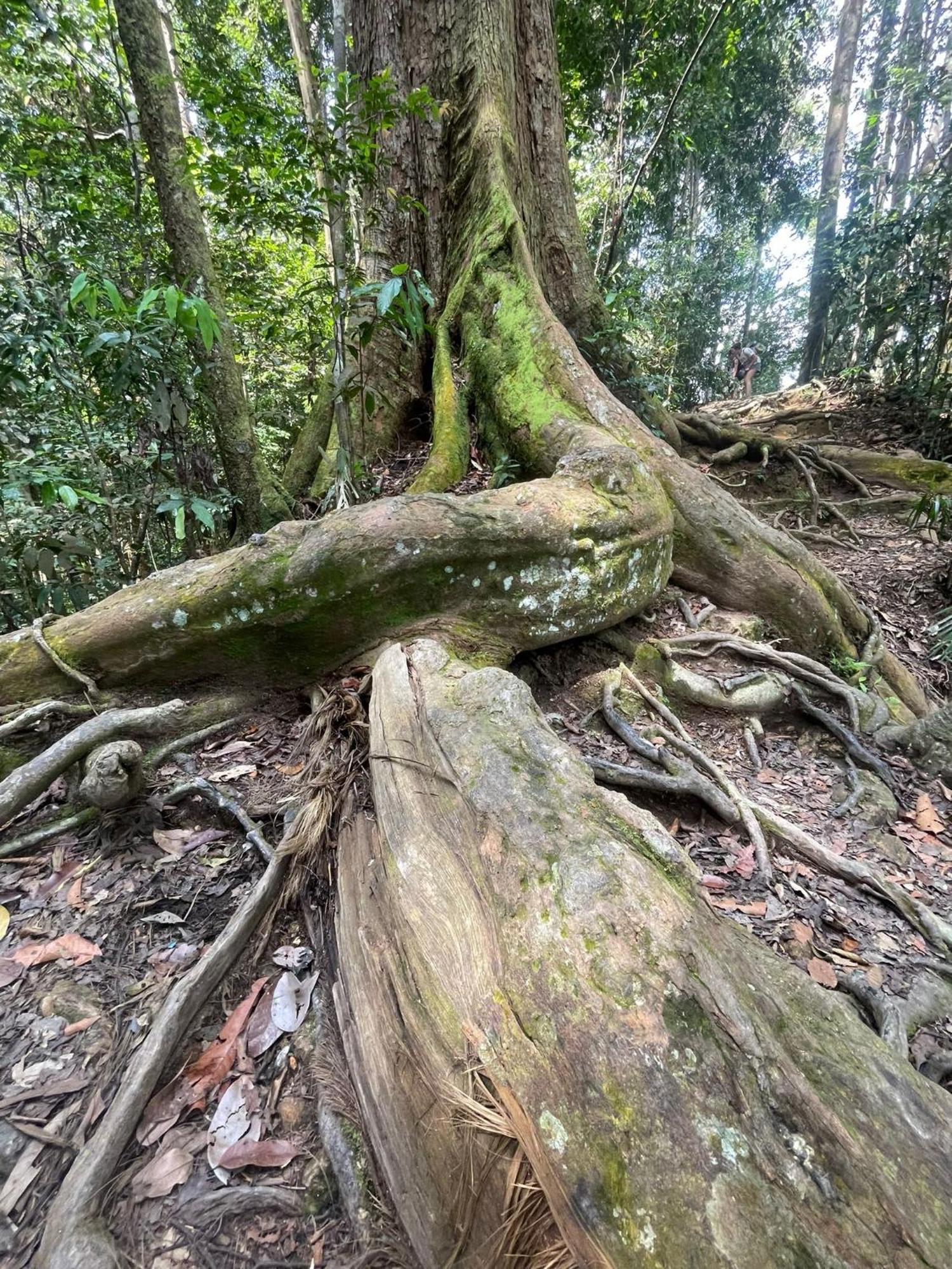 Eco Trekking Lodge, Bar & Jungle Tour'S Bukit Lawang Exteriör bild