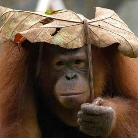 Eco Trekking Lodge, Bar & Jungle Tour'S Bukit Lawang Exteriör bild