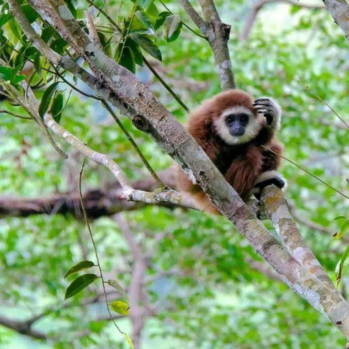 Eco Trekking Lodge, Bar & Jungle Tour'S Bukit Lawang Exteriör bild