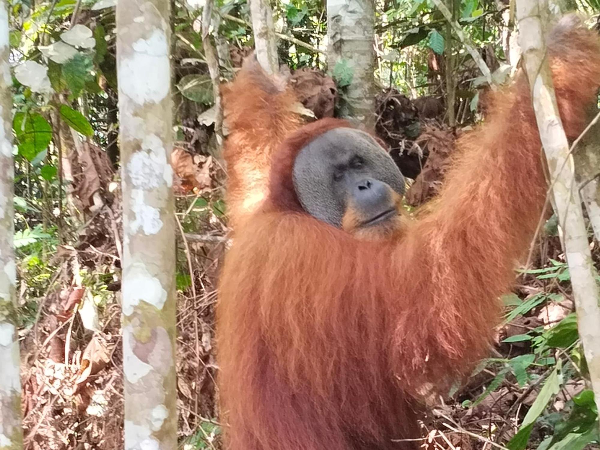 Eco Trekking Lodge, Bar & Jungle Tour'S Bukit Lawang Exteriör bild
