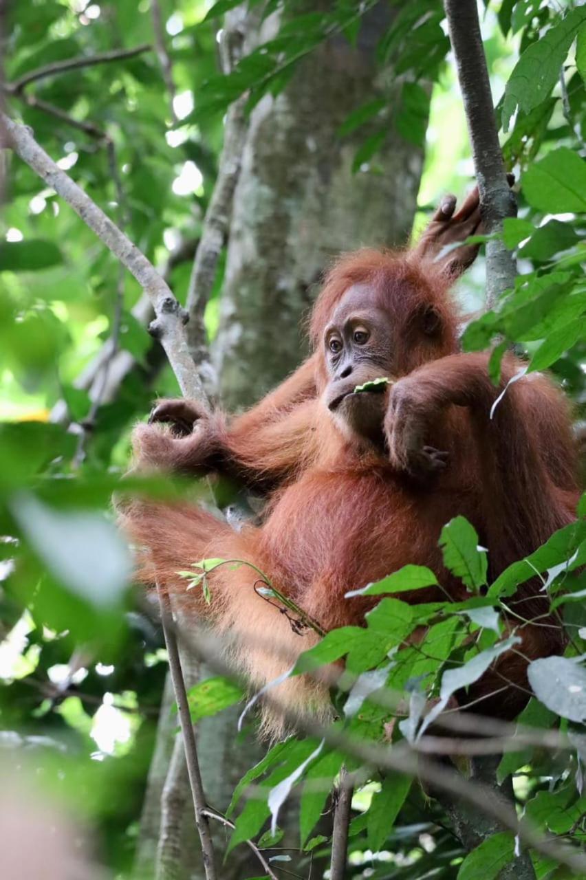 Eco Trekking Lodge, Bar & Jungle Tour'S Bukit Lawang Exteriör bild