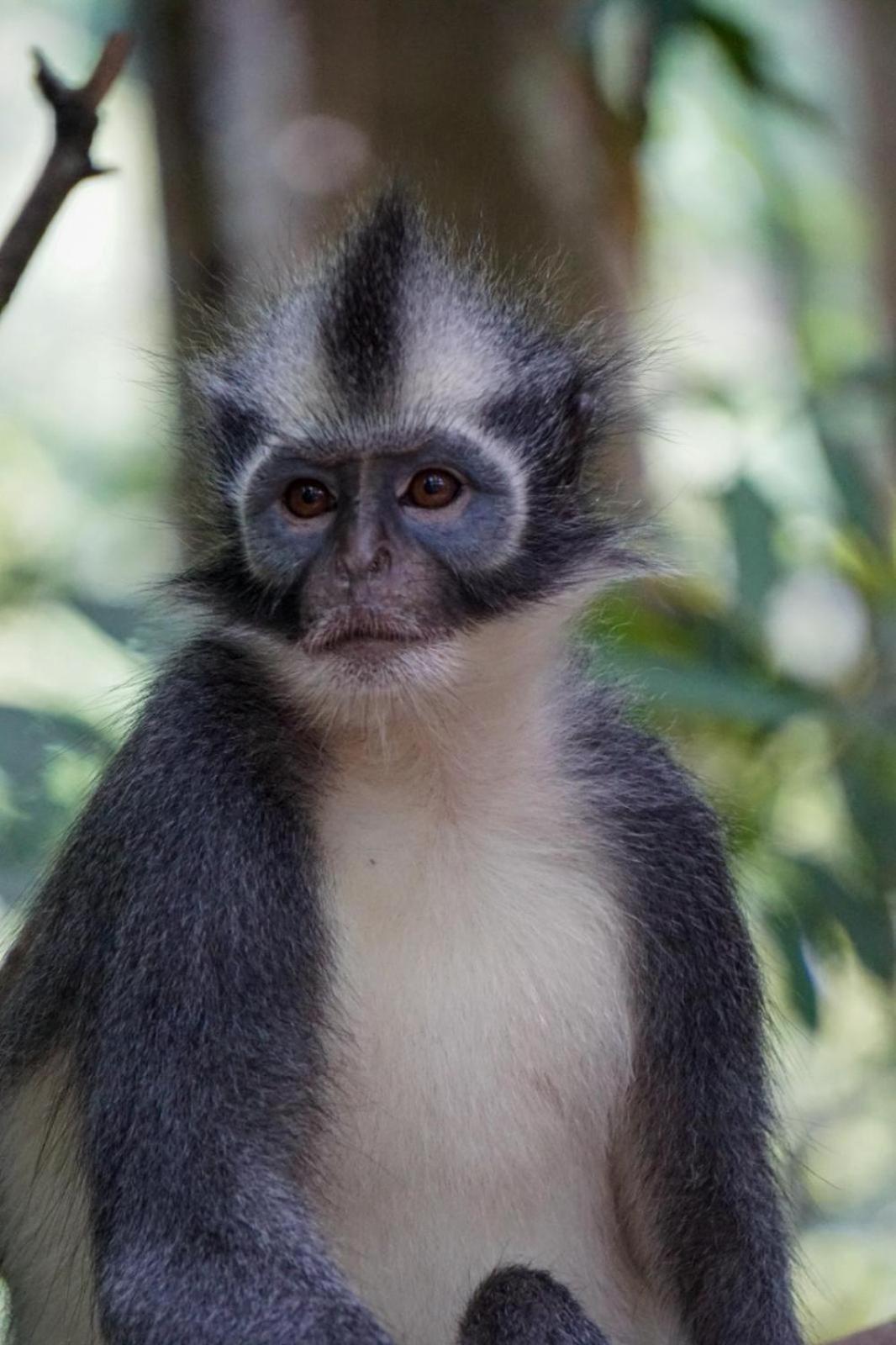Eco Trekking Lodge, Bar & Jungle Tour'S Bukit Lawang Exteriör bild