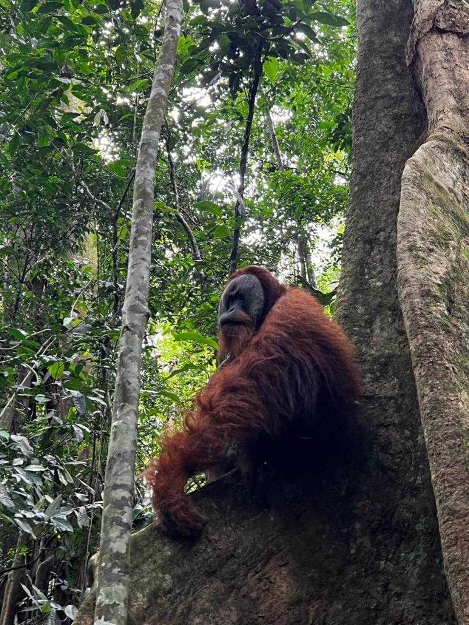 Eco Trekking Lodge, Bar & Jungle Tour'S Bukit Lawang Exteriör bild